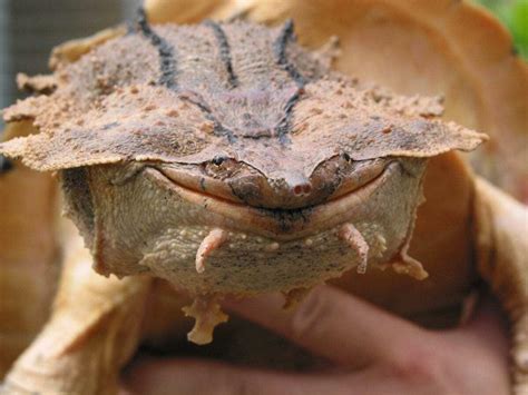Mata Mata Turtle A New Species Discovered