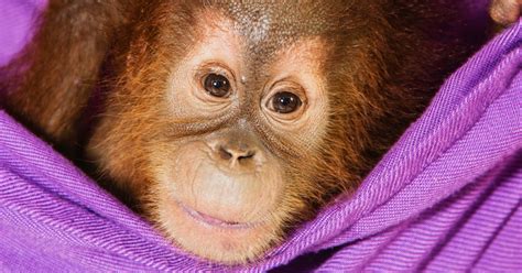 Adorable Photos Of Baby Orangutan Rescued From Illegal Pet Traders