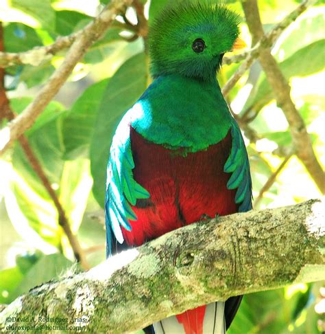 Resplendent Quetzal 10316 Pharomachrus Mocinnoquetza Flickr