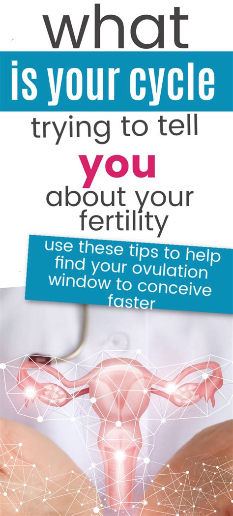 Understanding Your Cycle And Calculating Your Fertile Window One