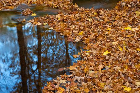 10 Tips For Shooting Autumn Foliage Nikon