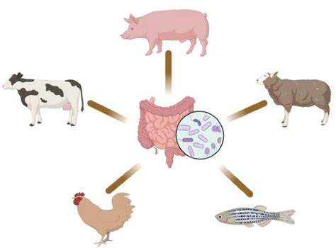 Gut Microbiome And Animal Health