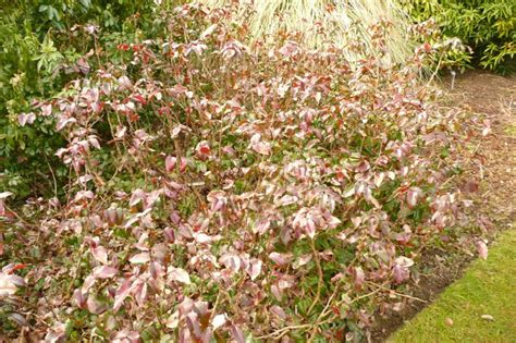 Mahonia Aquifolium ‘apollo Plants Oak Leaf Gardening