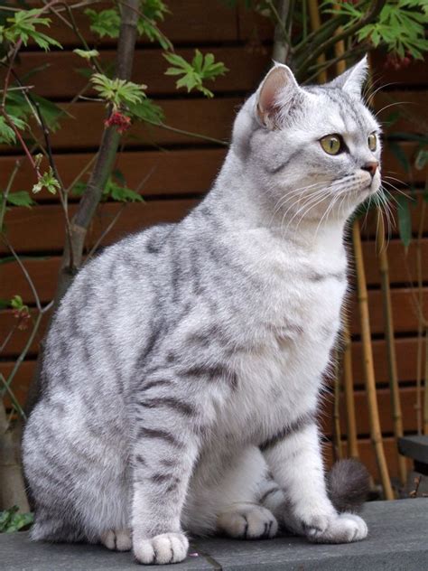 British Shorthair Silver Tabby Kittens For Sale London Christopher