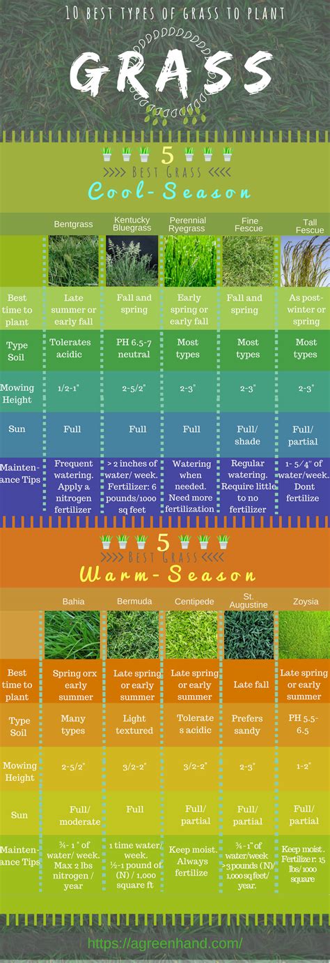 10 Popular Types Of Grasses To Plant In All Seasons [infographic] Ecogreenlove