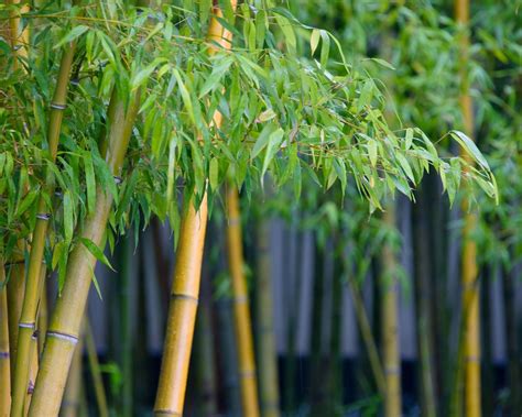 Why Is My Bamboo Plant Turning Yellow Expert Solutions To Turn Yours Green Flipboard