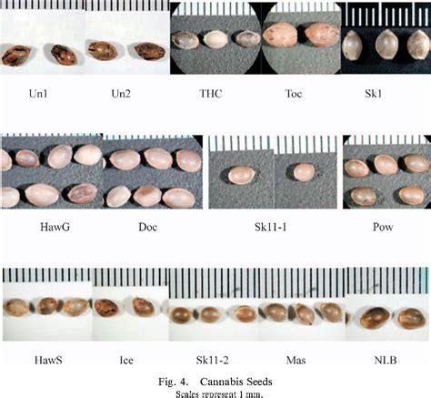 Figure 4 From Characteristics Of Cannabis Sativa L Seed Morphology