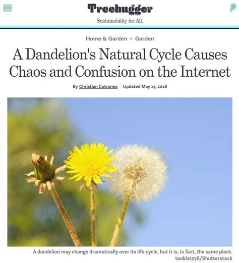 A Dandelions Natural Cycle Causes Chaos And Confusion On The Internet