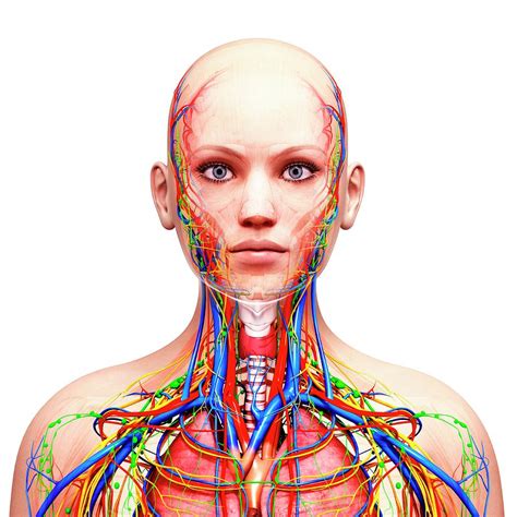 Female Anatomy Photograph By Pixologicstudio Science Photo Library