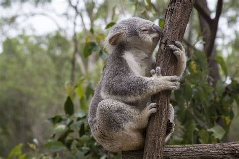 무료 이미지 야생 생물 포유 동물 동물 상 대주교 오스트레일리아 유칼립투스 척골가 있는 코알라 유대 동물