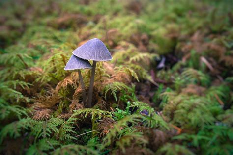 Hd Mushroom Moss Macro Forest High Resolution Pictures Wallpaper