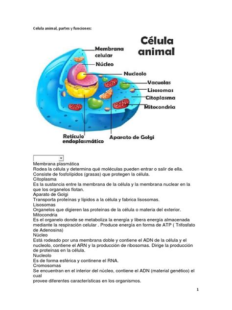 Celula Animal Partes Y Funciones Pdf La Célula Animal Y Sus Partes