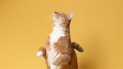 Download Wallpaper 1920x1080 Cat Pet Funny Fluffy Yellow Full Hd Hdtv Fhd 1080p Hd Background