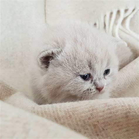 How Cute Is This Gray Kitten 😍 Socute Kitten Graykitty Cute Cats