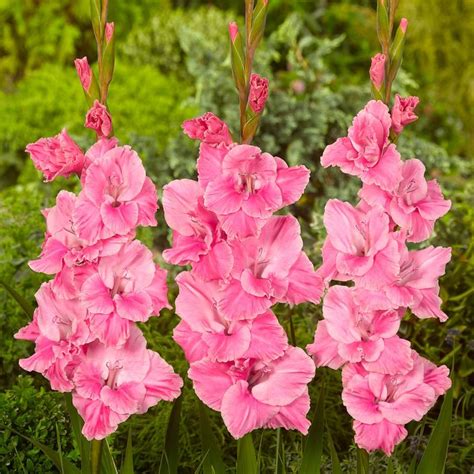 Gladiola Pink Upstate Flower Market