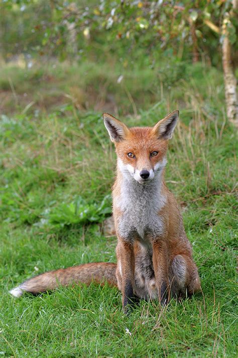 Red Fox Photograph By John Devriesscience Photo Library