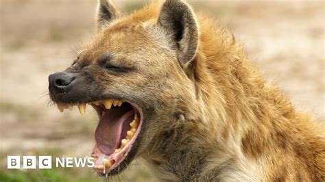 Running With The Hyenas Of Addis Ababa Bbc News