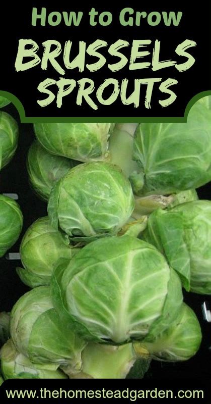 How To Grow Brussels Sprouts The Homestead Garden The