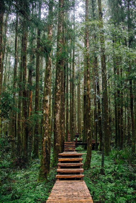 Satakentiaming Zhi Forest Taiwan By Jesus In Taiwan Tumblr Pics