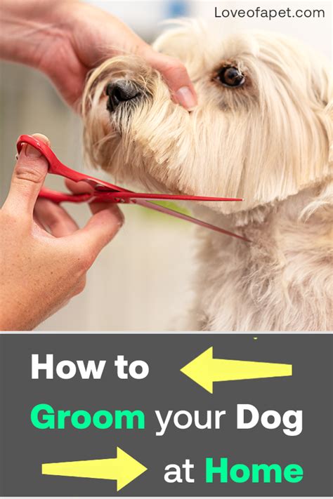How To Groom Your Dog At Home Love Of A Pet Puppy Grooming Dog