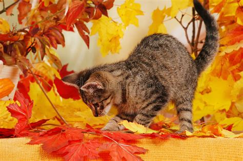 Cat Playing In Autumn Leaves Stock Image Image Of