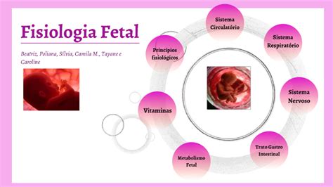 Fisiologia Fetal By Beatriz Lopes On Prezi