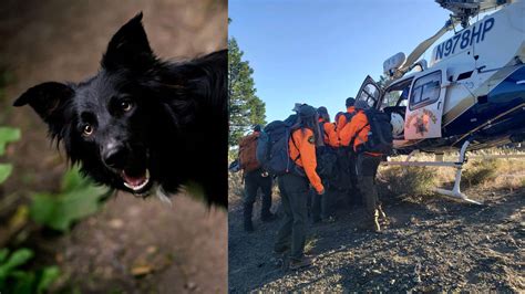 Border Collie Helps Rescuers After Owner Falls 70 Feet In Nevada County