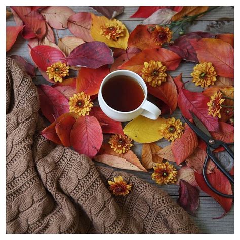 🌿 Witchy Autumns 🌙 Veverybeautiful Tamaesan8• Autumn Tea Autumn