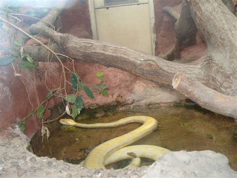 Burmese Rock Python Albino Enclosure Zoochat