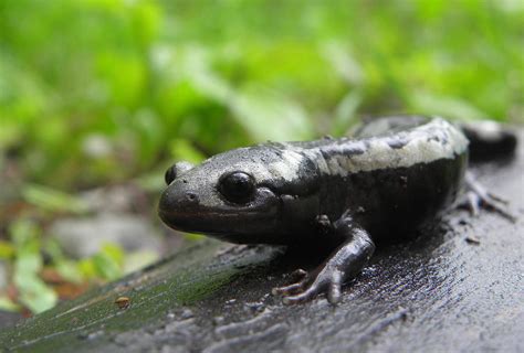 Marbled Salamander Photograph By Griffin Harris Pixels