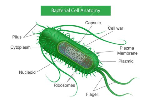 Infografía De Partes De Bacterias Con Una Vista De Perfil Realista De