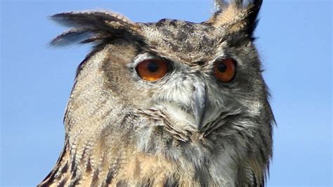 European Eagle Owl Slow Motion Flying Display And Close Up Birds Of