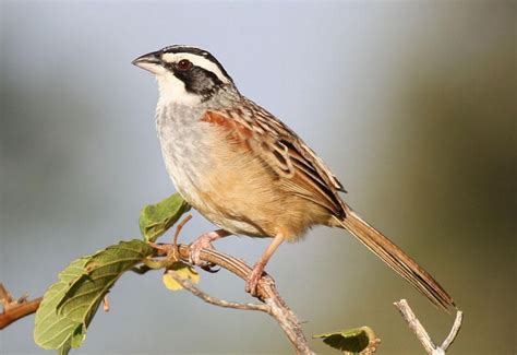 Stripe Headed Sparrow Types Of Sparrows Sparrow Breeds