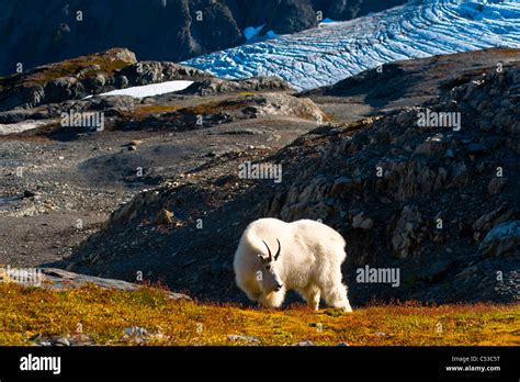 View Of A Mountain Goat Grazing Near Harding Icefield Trail Kenai