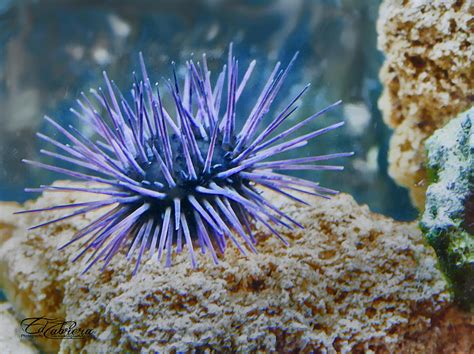 Atlantic Purple Sea Urchin Photograph By Edelberto Cabrera Pixels