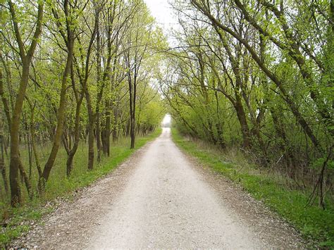 Perspective Forest Path Sean Foxx Flickr