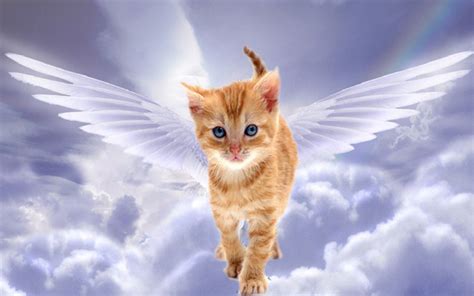 kitten from heaven