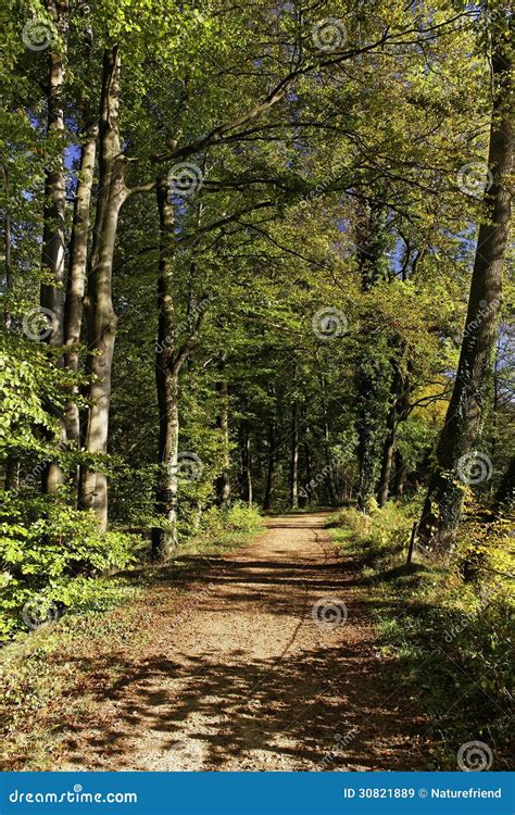 Woodland Path With Beech Trees In Autumn Stock Image Image Of Green