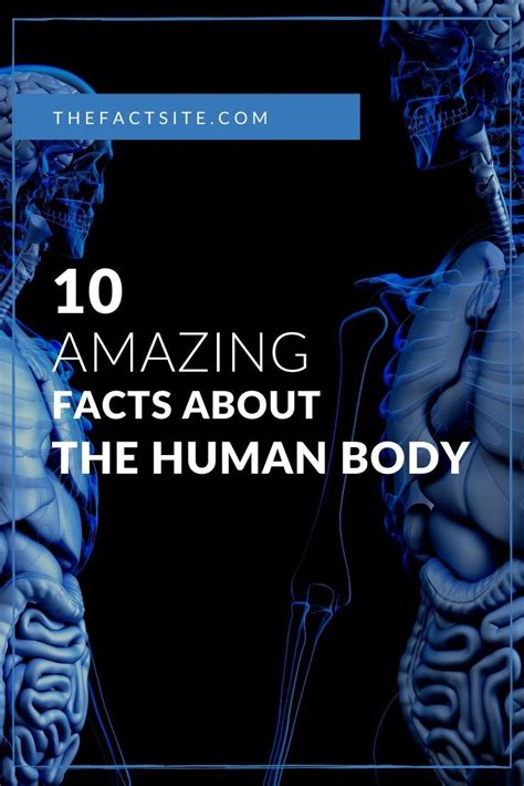 10 Amazing Facts About The Human Body The Fact Site