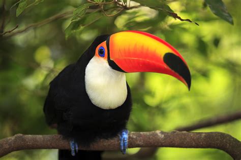 Channel Billed Toucan From Egg To 1 Year Old Adorable Rvideos