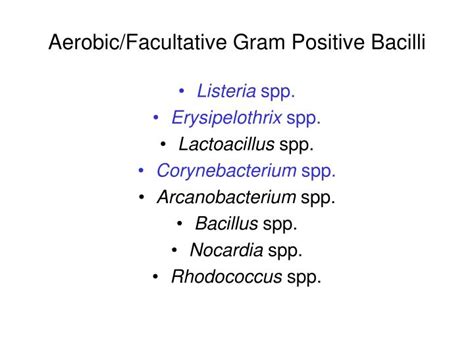 Gram Positive Bacilli List