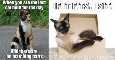 10 Sassy Cats Memes That Scream ‘purrfection From Miles Away