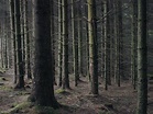 Free photo: Inside Pine Forest - Forest, Green, Landscape - Free ...