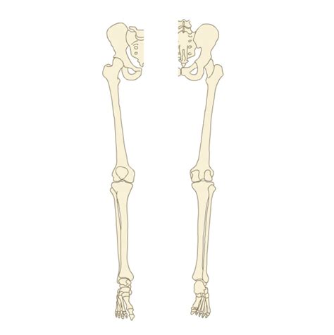 Leg Bones Unlabeled