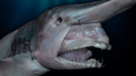 Top 10 Creepy Deep Sea Creatures Discovered Youtube