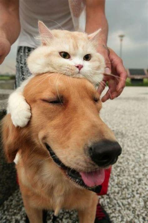 Sweet And Funny Moments Between Dogs And Cats