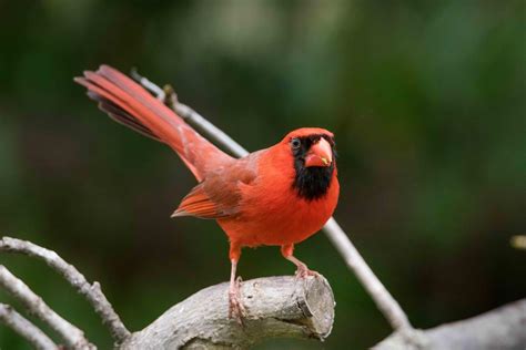 Small Sample Of North American Wild Birds Nature