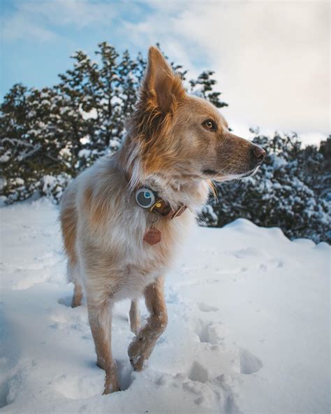 Various theories abound regarding the australian shepherd's origin. Australian Shepherd Puppies Tucson Az - Bmoshow Blog