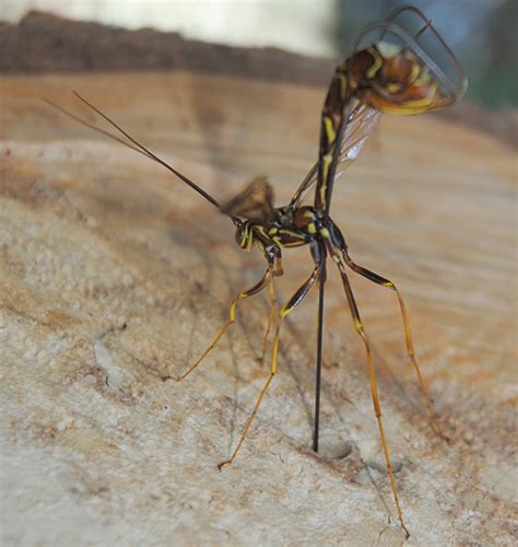 Giant Ichneumon Ovipositing Whats That Bug