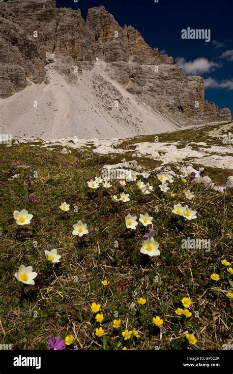 Monte Baldo Anemone Anemone Baldensis And Other Alpines In The